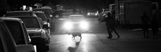 Best LED Dog Collar for Walking at Night in the UK (2026 Guide)