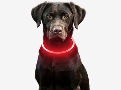 Rechargeable LED Dog Collar for Night Walks & Visibility